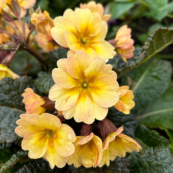 Meet your Posher, Cynthia - Picture 1 of 1